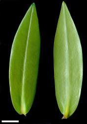 Veronica adamsii. Leaf surfaces, adaxial (left) and abaxial (right). Scale = 10 mm.
 Image: P.J. Garnock-Jones © P.J. Garnock-Jones CC-BY-NC 3.0 NZ